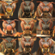 Illustration for article titled Paper wasps can recognize each others faces at a glance